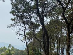 -黄埔油麻山森林公园