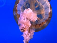 -太平洋海底世界