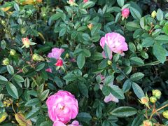 -人民公园(罗湖区)