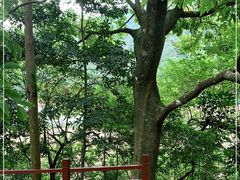 -广州市石门国家森林公园