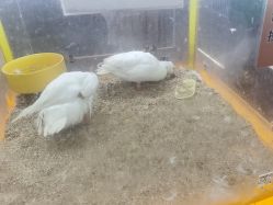 -神奇动物撸宠馆·羊驼·小浣熊·异宠(豫园店)