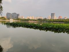 -莲花池公园