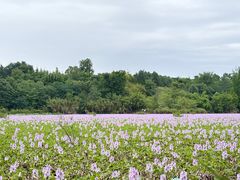 -白鹭湾湿地公园