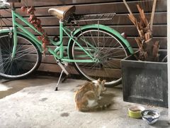 -猫里有甜