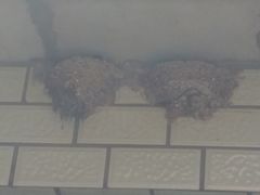 -康陵正德春饼宴26号