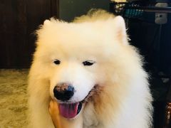 -more than meow吴止猫主题餐厅(承德 中船汇店)