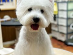 -鑫艺宠物美容培训学校