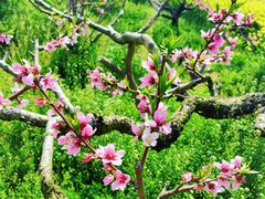 -南汇桃花村