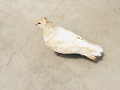 -小鱼草莓采摘园农家乐·小鱼餐厅