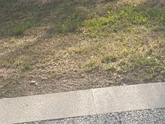 -丁香湖公园