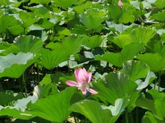 -洪湖生态旅游区