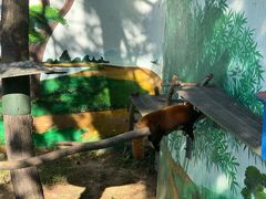 -西霞口神雕山野生动物世界