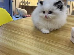-柚子猫舍·精品猫舍购猫·猫咪认养·购宠·宠物店