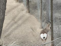 -青藏高原野生动物园