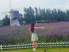 android_upload_pic-荷兰花海