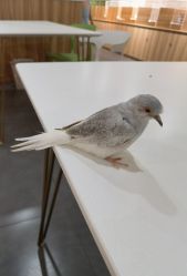 -Moni星球萌宠·小马宝莉·灵蛇·高端高阶全萌宠互动体验俱乐部(红豆国际广场店)
