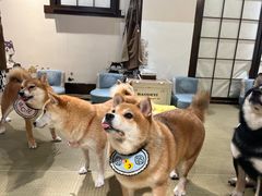 -逗柴咖啡屋·狗咖猫咖宠物桌游