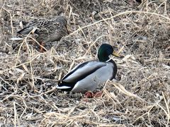 -元大都城垣遗址公园