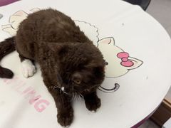 -FAELING PETS美天灵宠物(富力广场店)