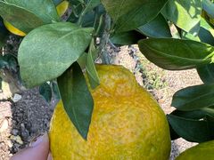 -前小桔亲子创意农场·草莓采摘·露营烧烤