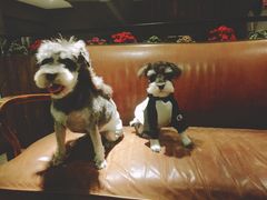 -百好乐宠物友好餐厅(朝外大街店)