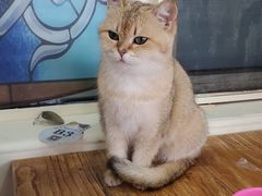 -猫小院猫主题餐厅(南锣旗舰店)