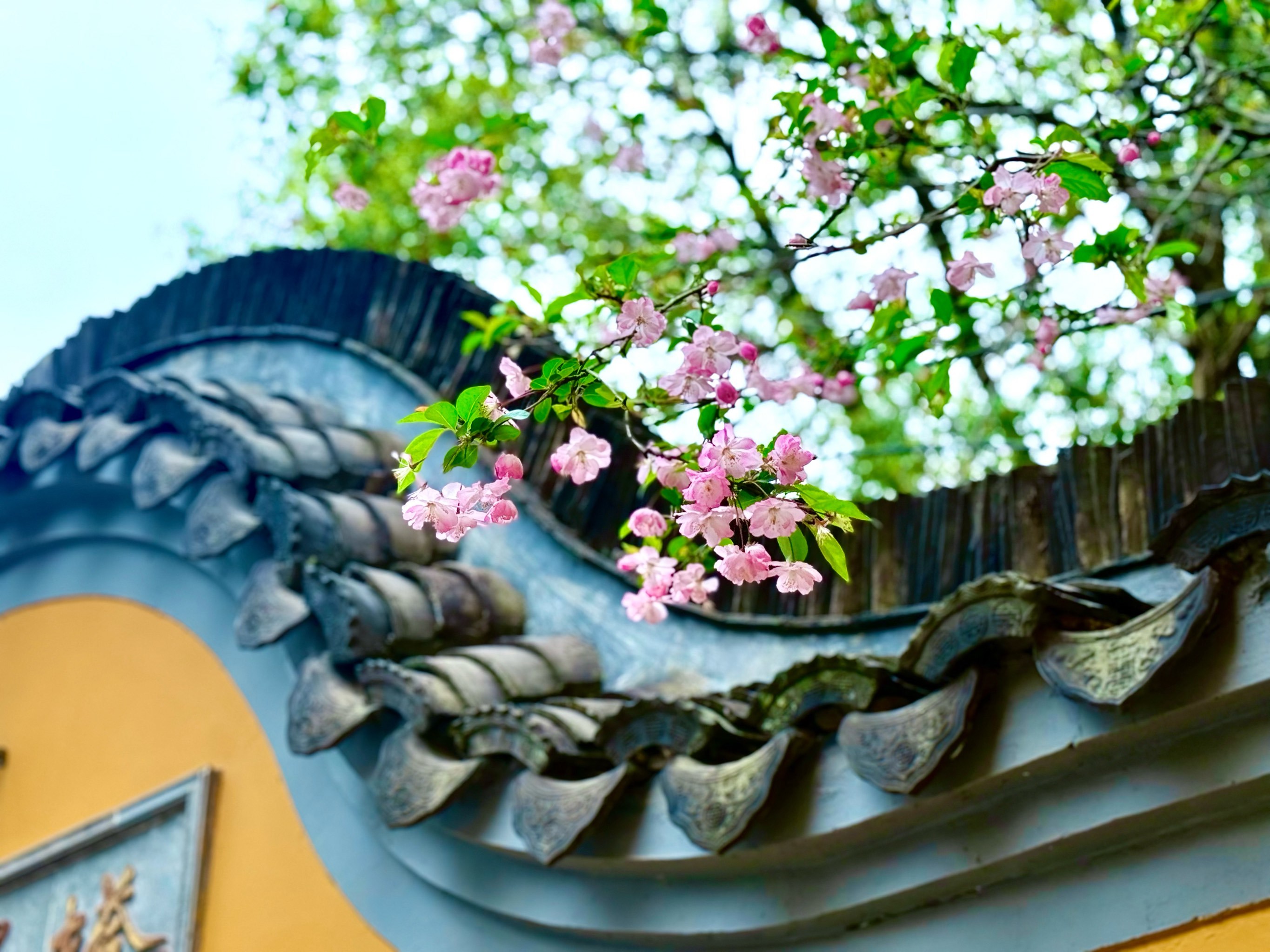 一支红杏出墙来🌿