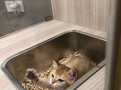 -飞行喵MR PILOT|猫舍·猫咖(静安大融城店)