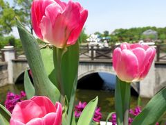 景点-上海鲜花港