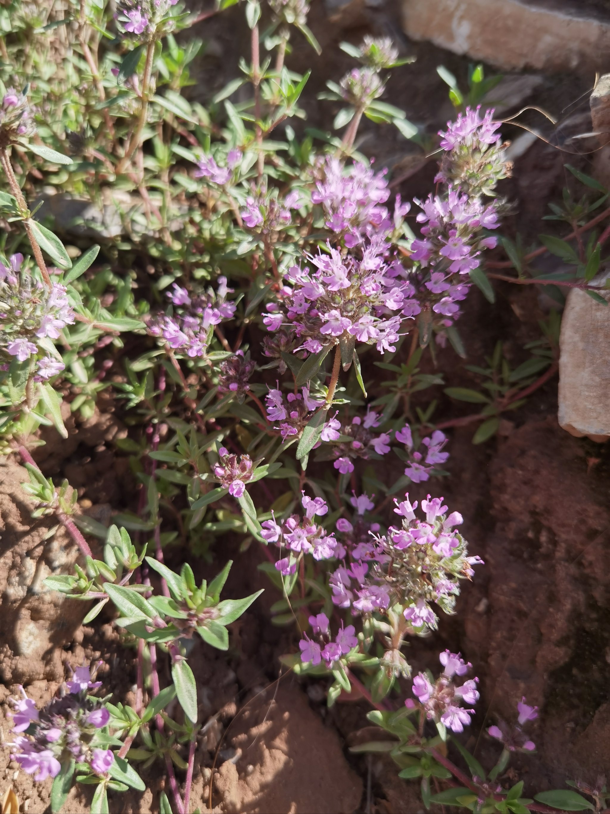 百里香花期图片