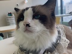 -怪兽屋·羊驼·猫咖·狗咖(俊华广场店)