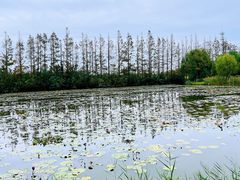 -上海长兴岛郊野公园