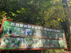 -西双版纳原始森林公园