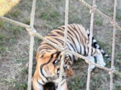 -西霞口神雕山野生动物世界