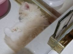 -糯米喵星人总部直营旗舰店·猫舍·幼猫出售