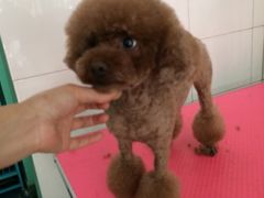 -喵宠乐园·撸猫互动·猫舍