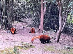 景点-成都大熊猫繁育研究基地