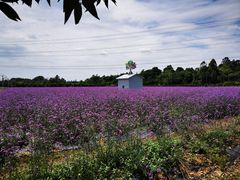 -紫颐香薰山谷景区