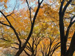 -长白岛森林公园