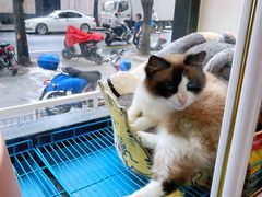 -傲雄·叮叮宠物(新华路店)