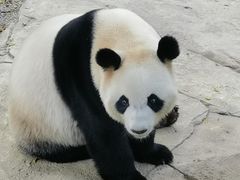 -广州长隆野生动物世界