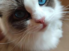 -唐小姐の私宠·宠物洗护美容·撸猫馆·购宠(周浦万达旗舰店)