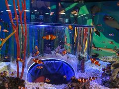 -瑞普利水族馆