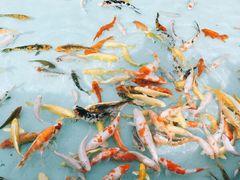 -南通洲际绿博园