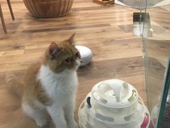 -袖虎·猫馆(体育西路店)