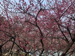 -白塘生态植物园