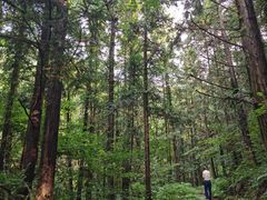 -素山寺森林公园