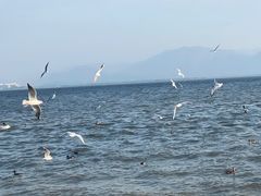 -深圳湾公园(南山区)