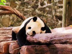 -都江堰中华大熊猫苑