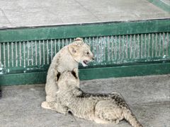 -秦皇岛野生动物园